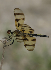 Halloween Pennant